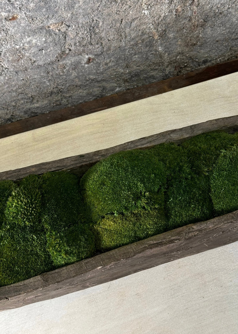 Moss