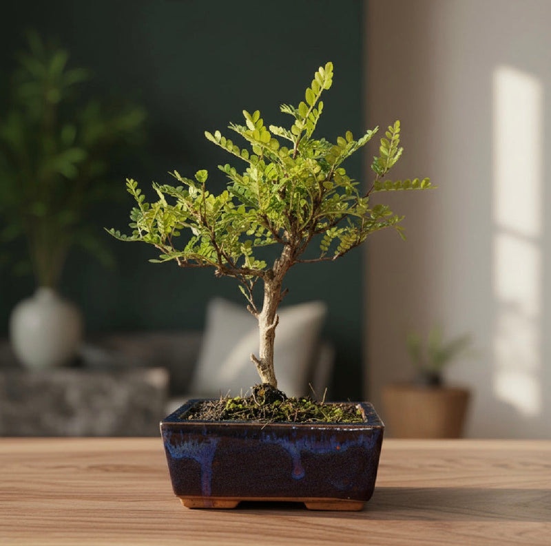 Bonsai