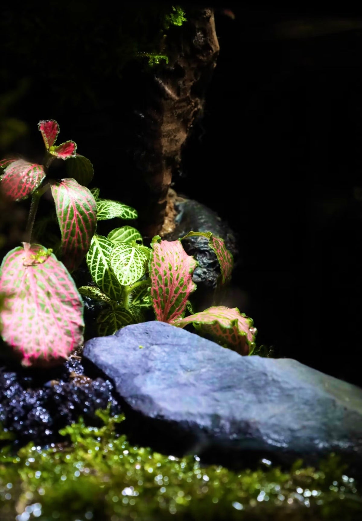 Terrarium