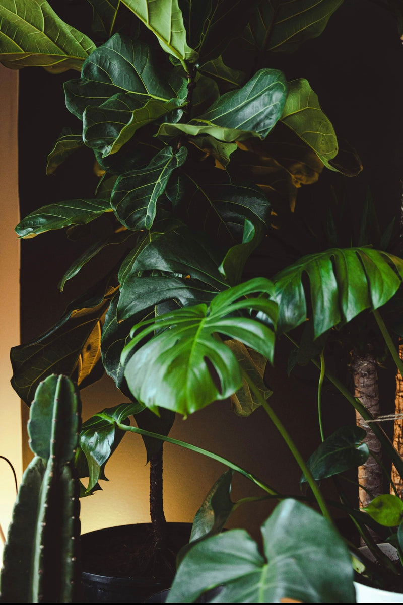 Plants