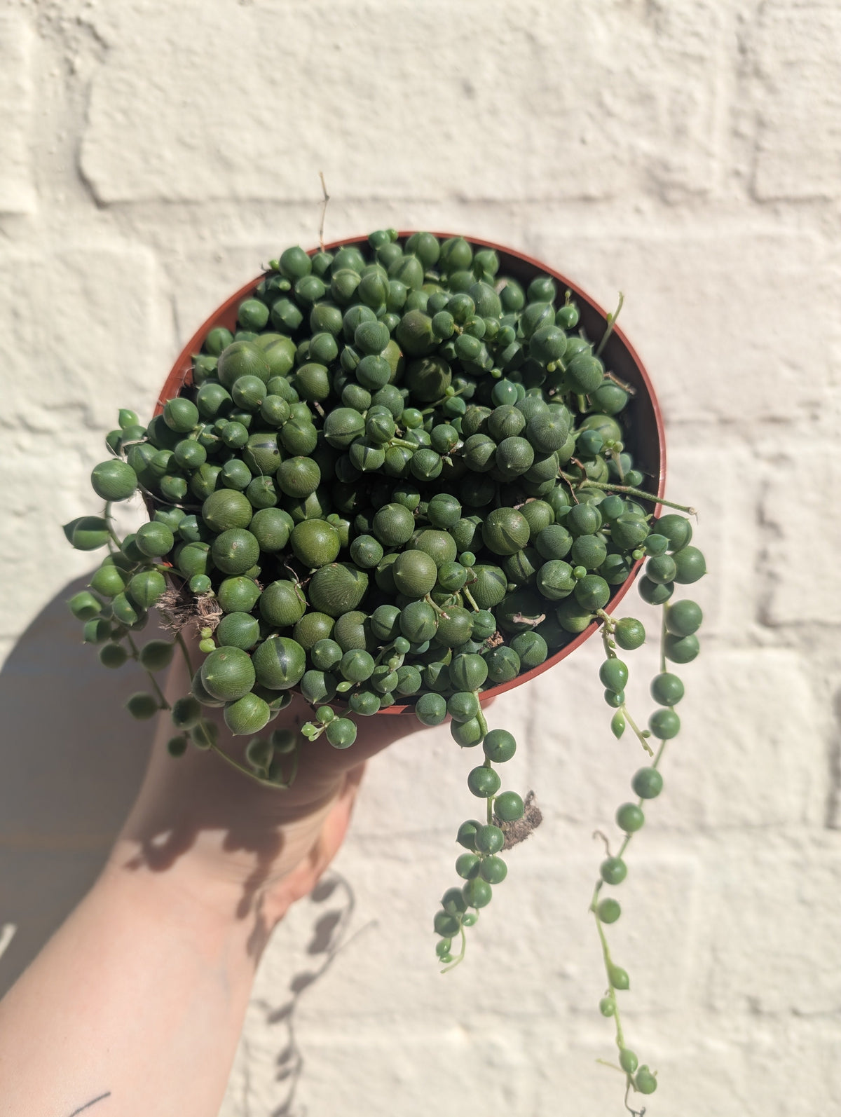 Curio rowleyanus (String of Beads)