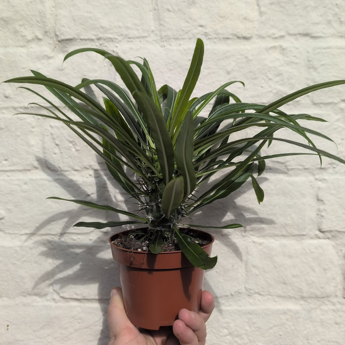 Pachypodium lamerei (Madagascar Palm)