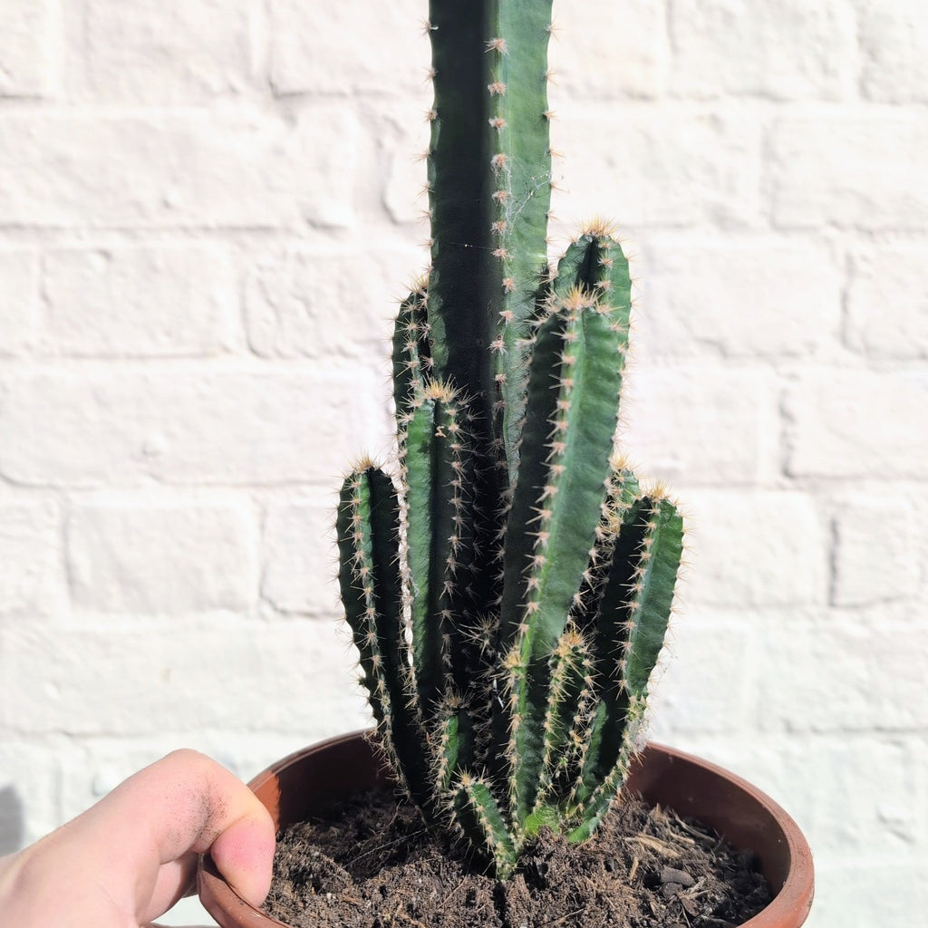 Cereus Peruvianus 'Florida'