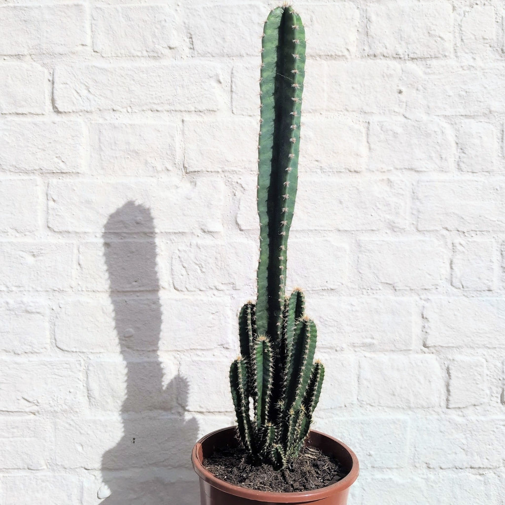 Cereus Peruvianus 'Florida'