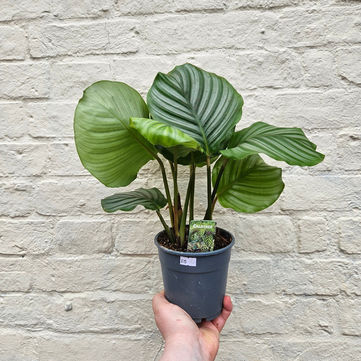 Calathea orbifolia (Prayer Plant)