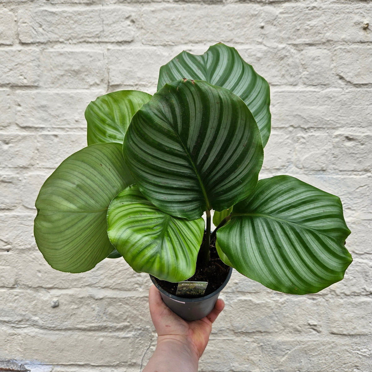 Calathea orbifolia (Prayer Plant)