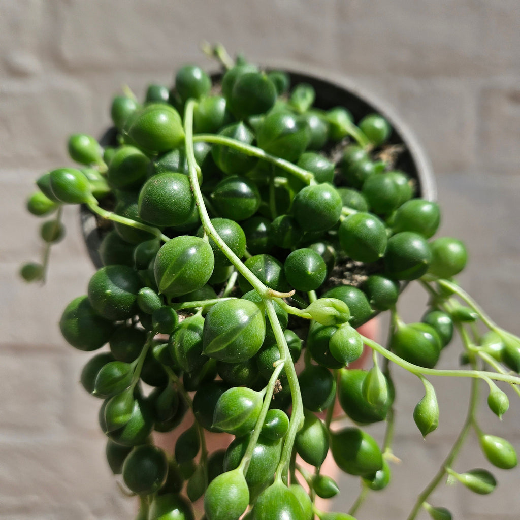 Curio rowleyanus (String of Beads)