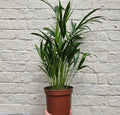 Dypsis lutescens (Areca Palm)