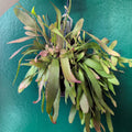 Rhipsalis ramulosa (Red Coral)
