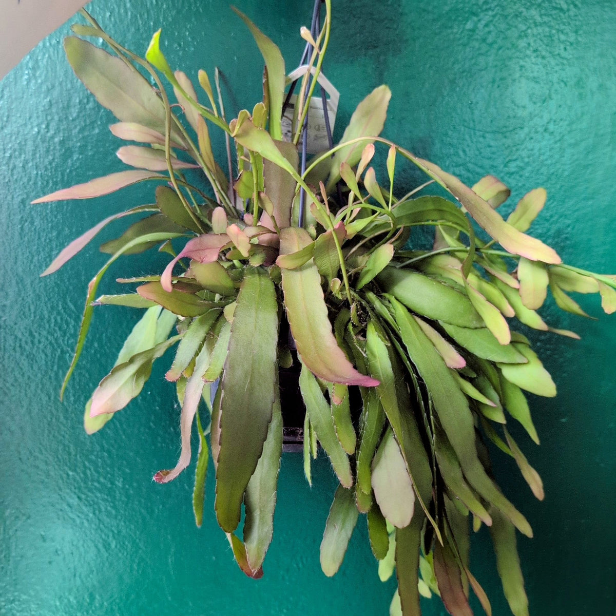 Rhipsalis ramulosa (Red Coral)