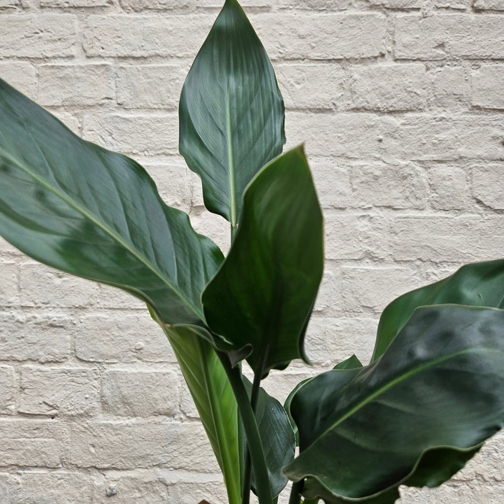 Strelitzia reginae (Orange Bird of Paradise)