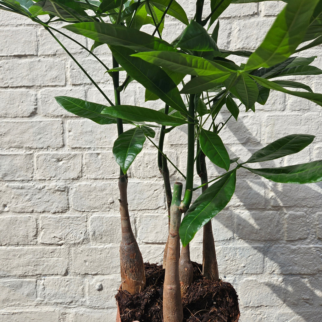 Pachira aquatica (Money Tree)