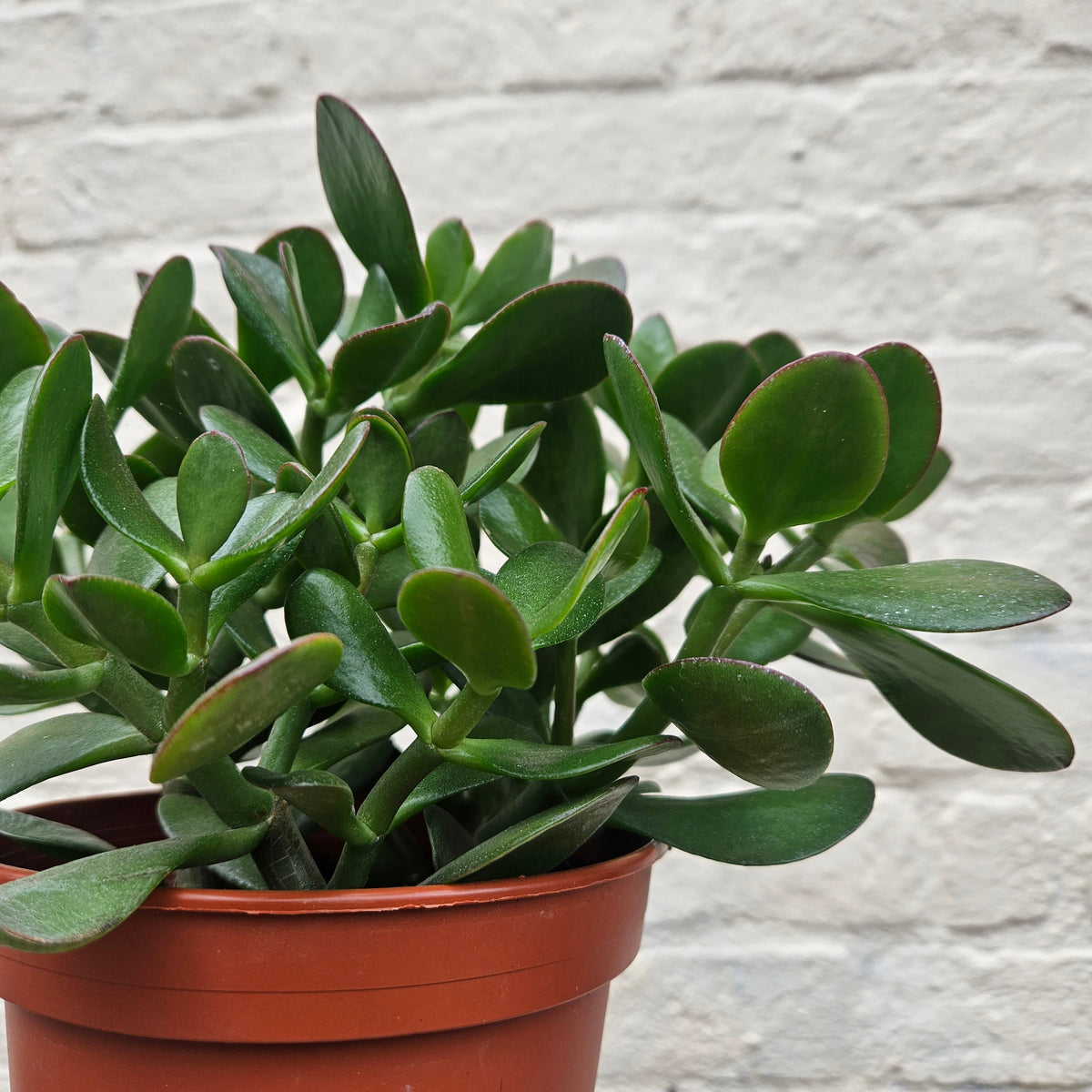 Crassula ovata (Jade plant)