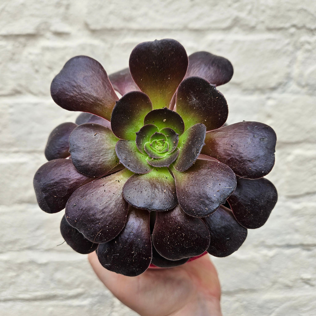 Aeonium arboreum (Houseleek Tree)