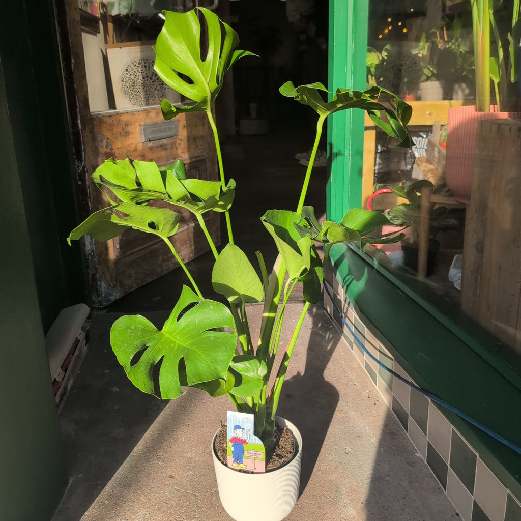 Monstera deliciosa (Swiss Cheese Plant)