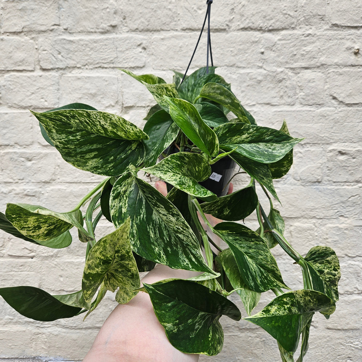 Epipremnum pinnatum 'Marble Queen' (Pothos)