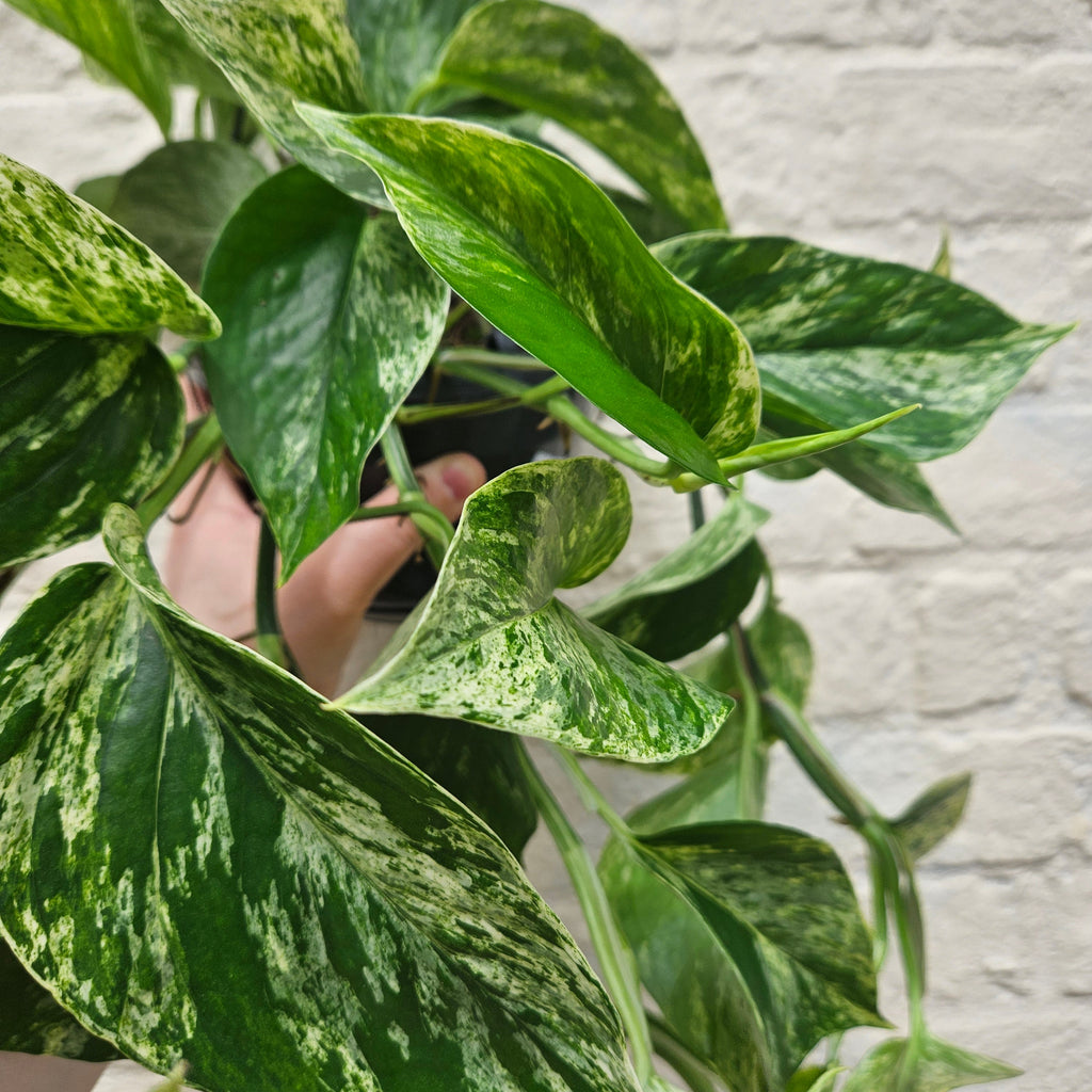 Epipremnum pinnatum 'Marble Queen' (Pothos)