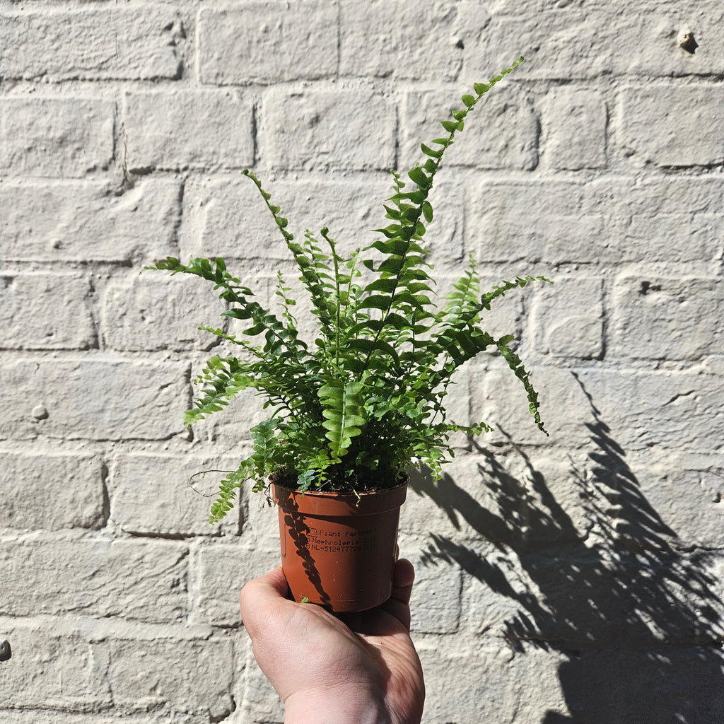 Nephrolepis Exaltata (Boston Fern)