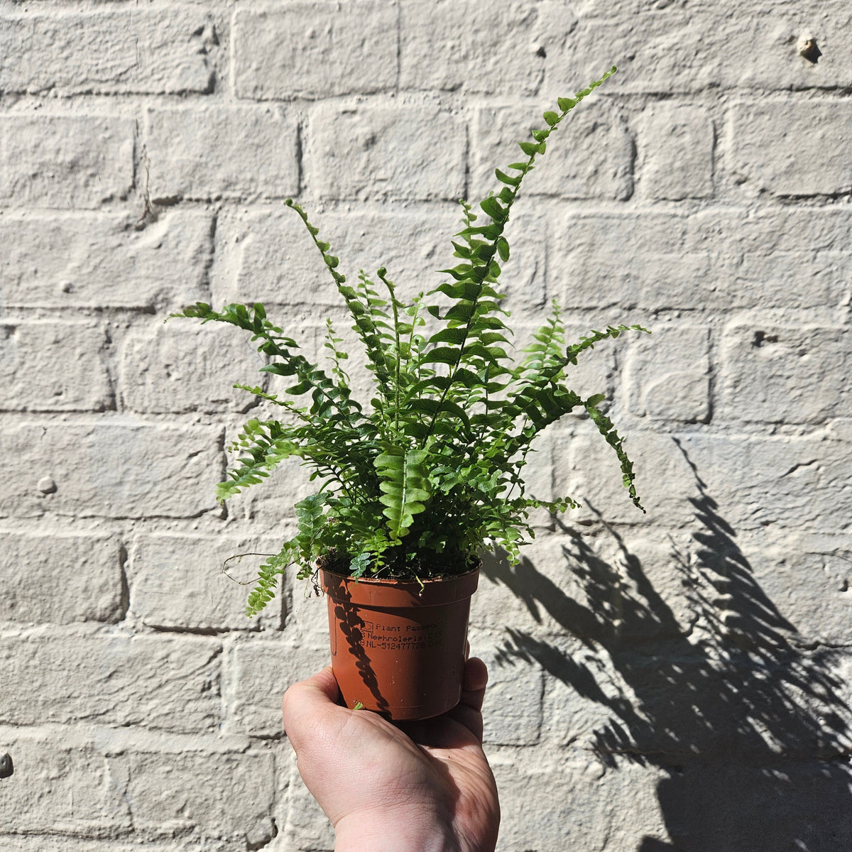 Nephrolepis Exaltata (Boston Fern)