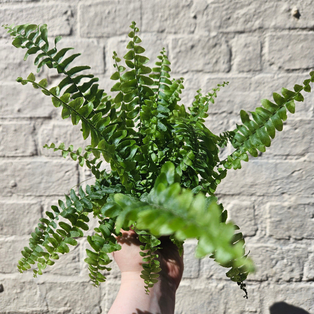 Nephrolepis Exaltata (Boston Fern)