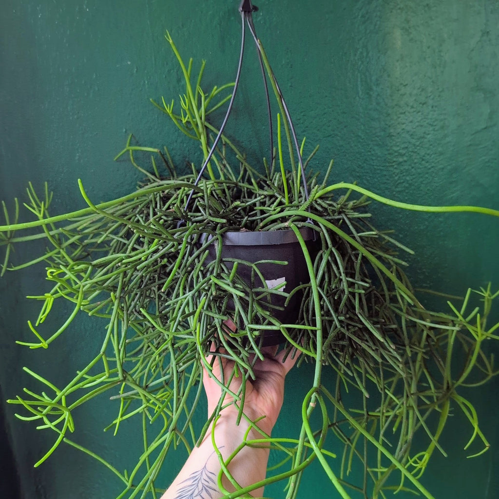 Rhipsalis heteroclada (Asymmetrical Mistletoe Cactus)
