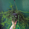 Rhipsalis heteroclada (Asymmetrical Mistletoe Cactus)