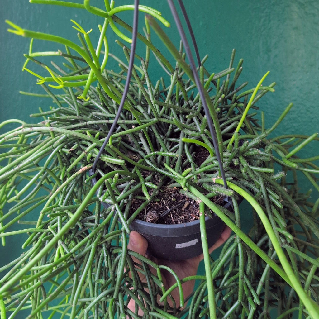 Rhipsalis heteroclada (Asymmetrical Mistletoe Cactus)