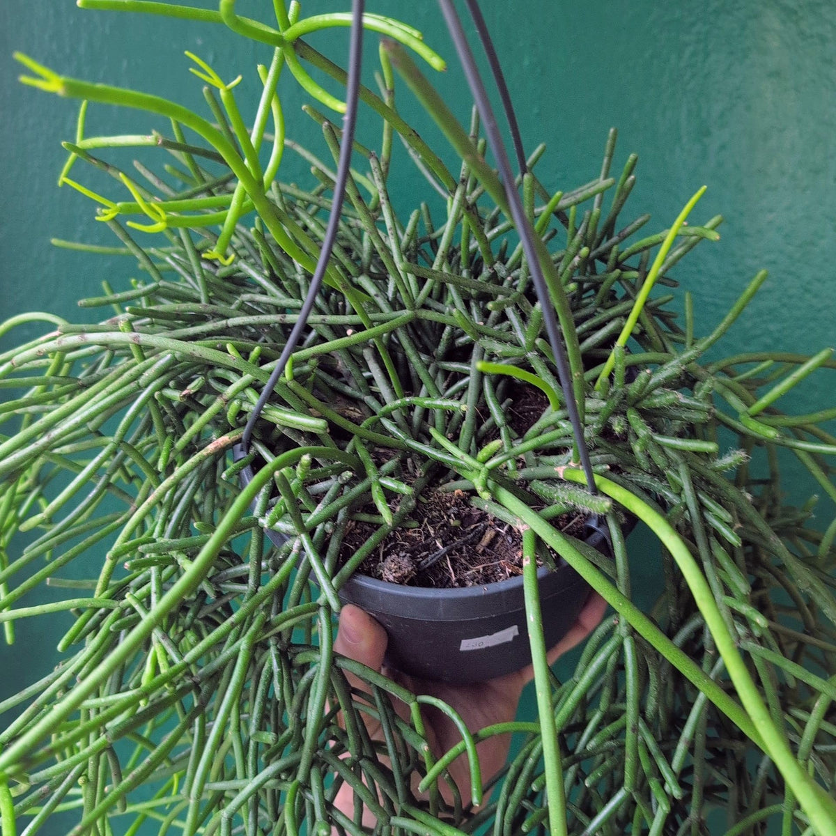Rhipsalis heteroclada (Asymmetrical Mistletoe Cactus)