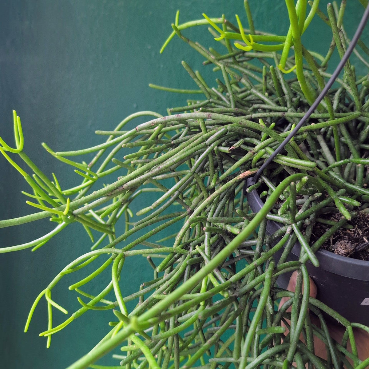 Rhipsalis heteroclada (Asymmetrical Mistletoe Cactus)