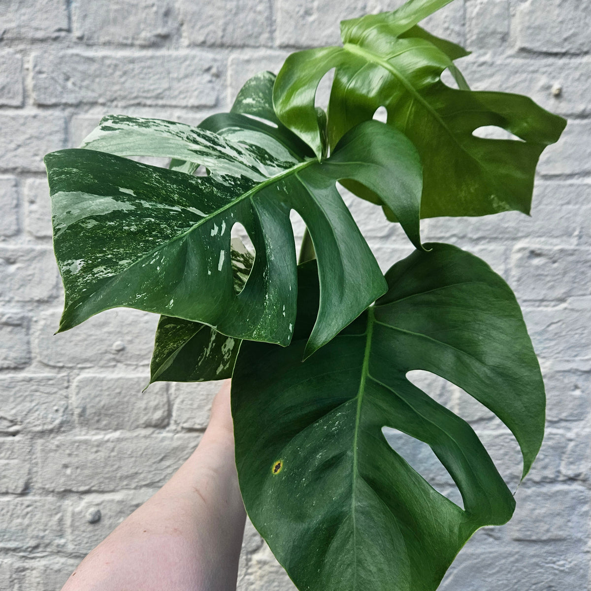 Monstera deliciosa 'Variegata' (Variegated Cheese Plant)