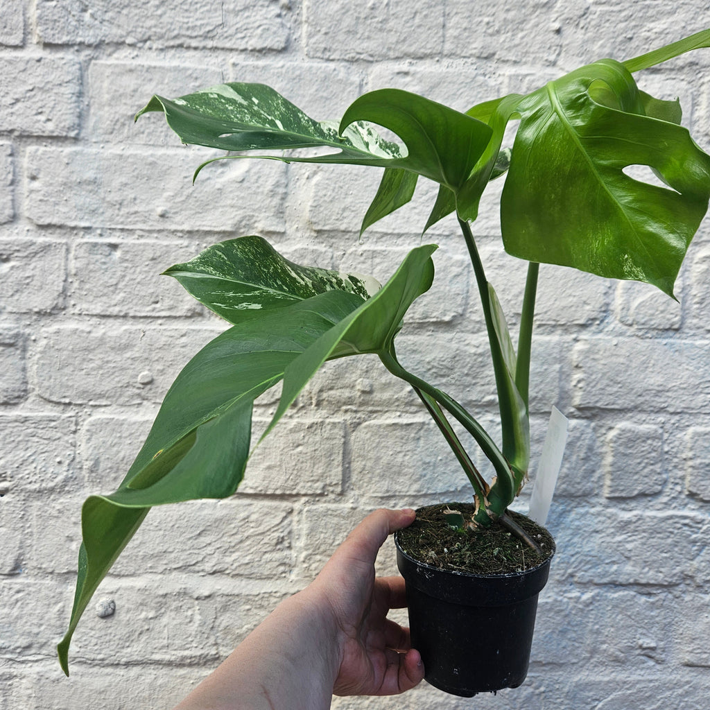 Monstera deliciosa 'Variegata' (Variegated Cheese Plant)