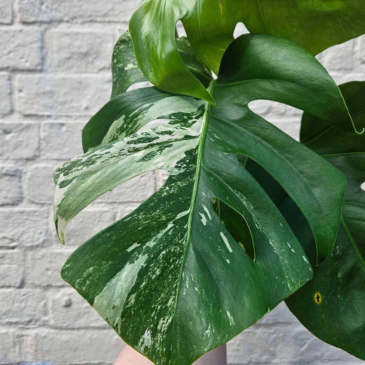 Monstera deliciosa 'Variegata' (Variegated Cheese Plant)