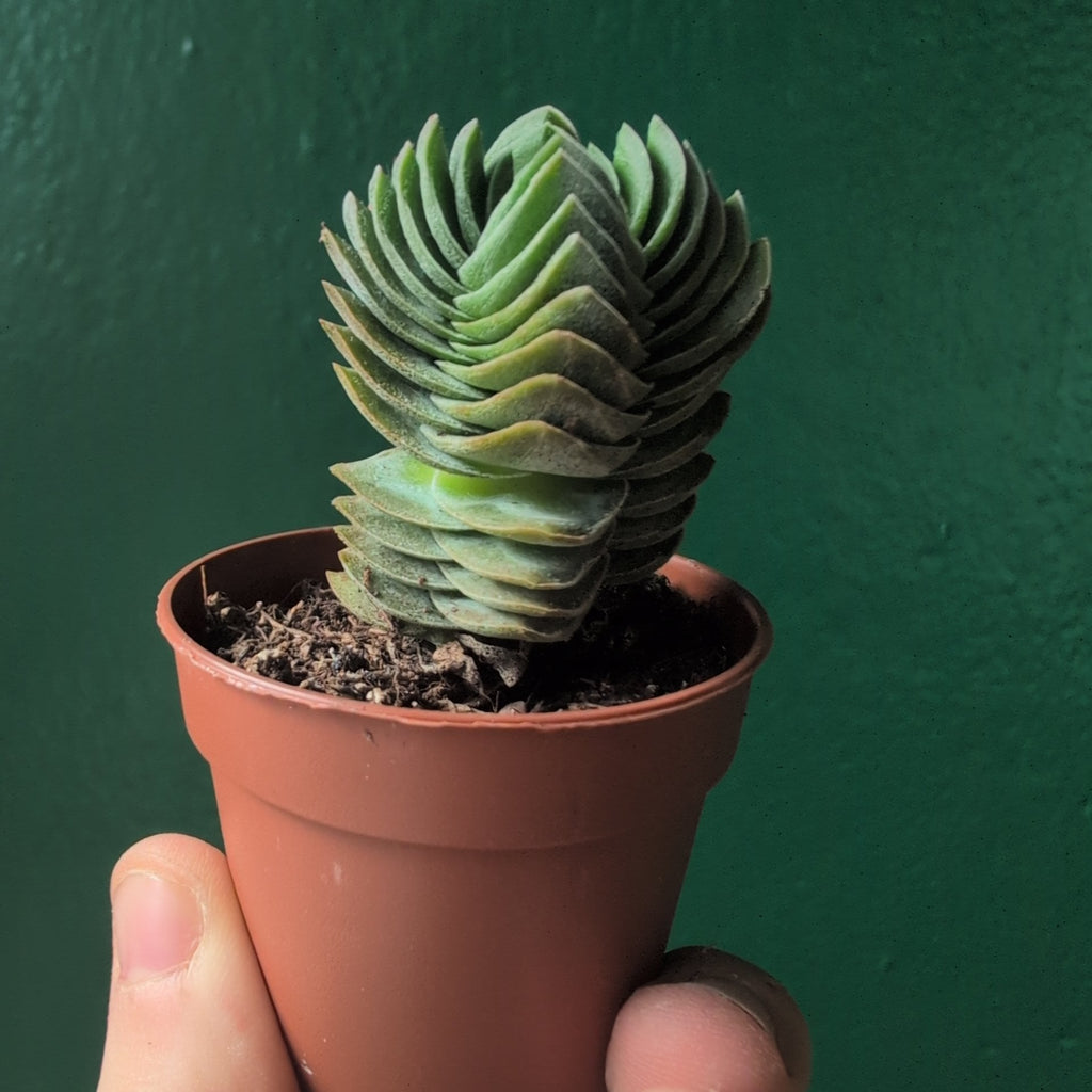 Crassula 'Buddhas Temple'