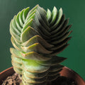 Crassula 'Buddhas Temple'