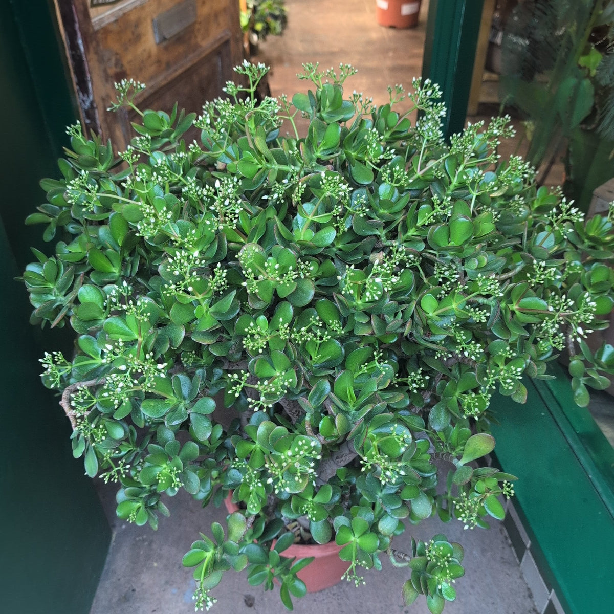 Crassula ovata (Jade plant)