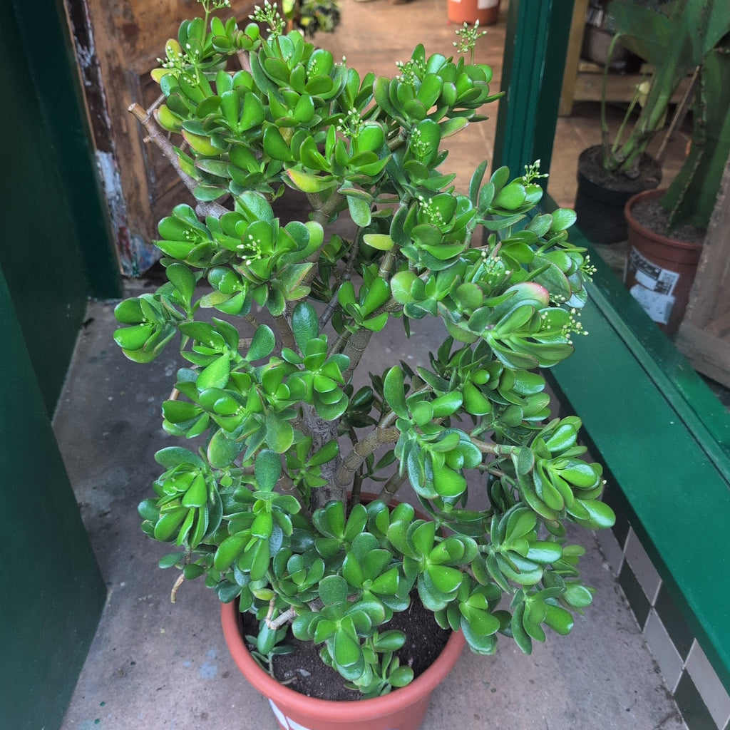 Crassula ovata (Jade plant)