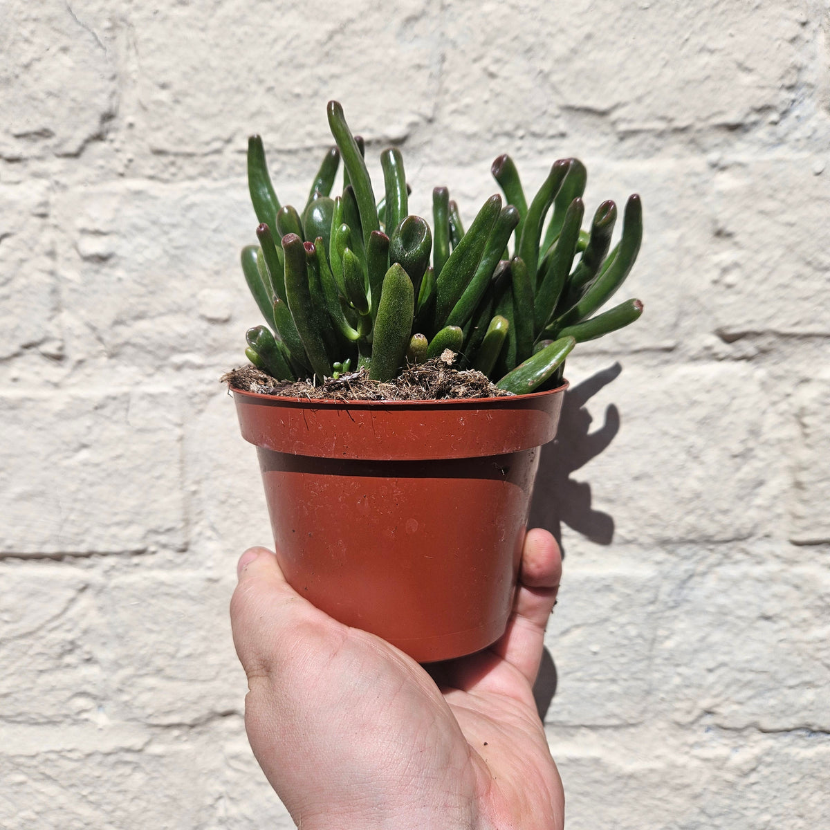 Crassula ovata 'Gollum' (Jade plant)