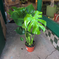 Monstera deliciosa (Swiss Cheese Plant)