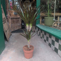 Dracaena Marginata (Dragon Tree)