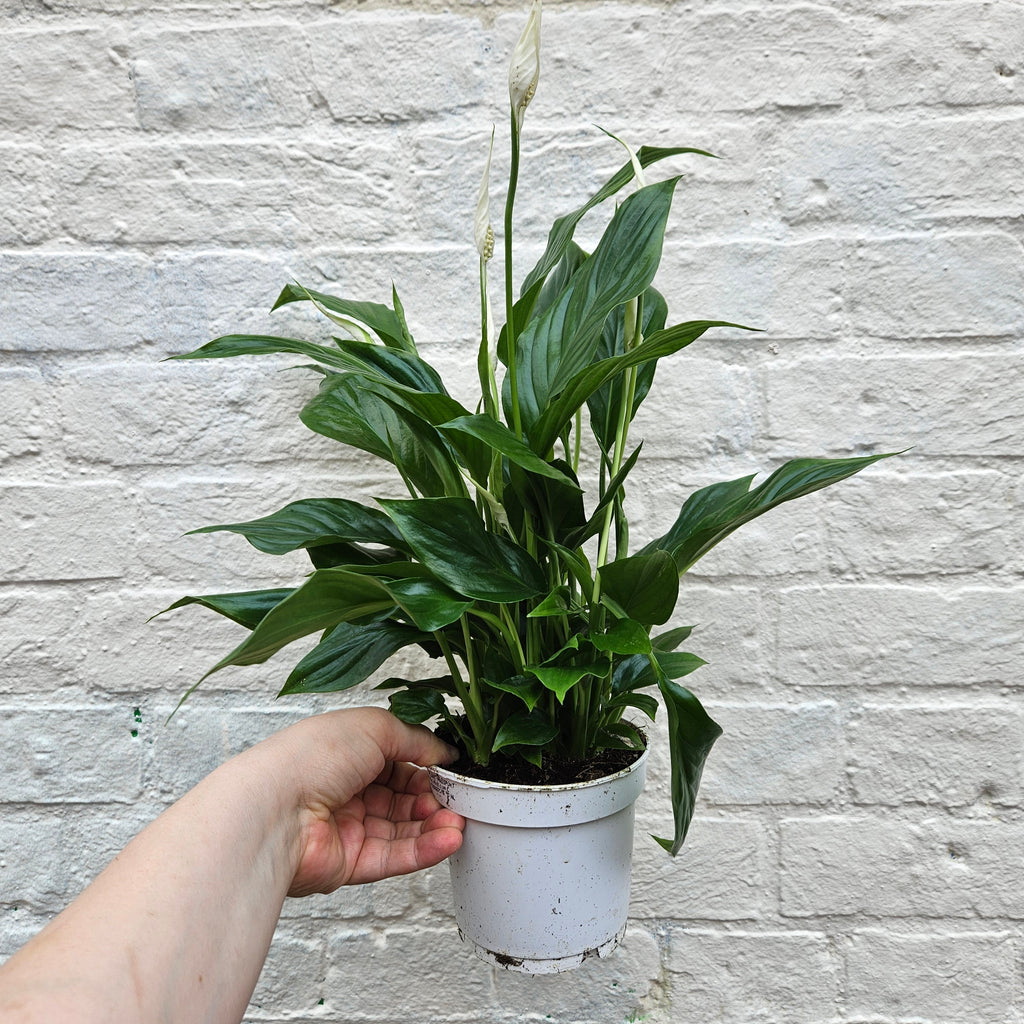 Spathiphyllum 'Bellini' (Peace Lily)