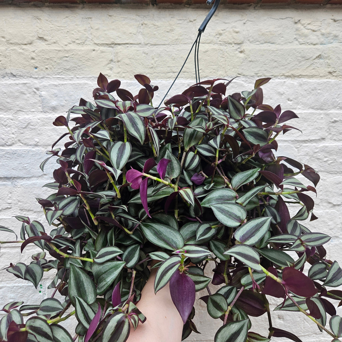 Tradescantia purpusii (Inch Plant)