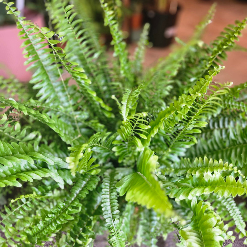 Nephrolepis Exaltata (Boston Fern)