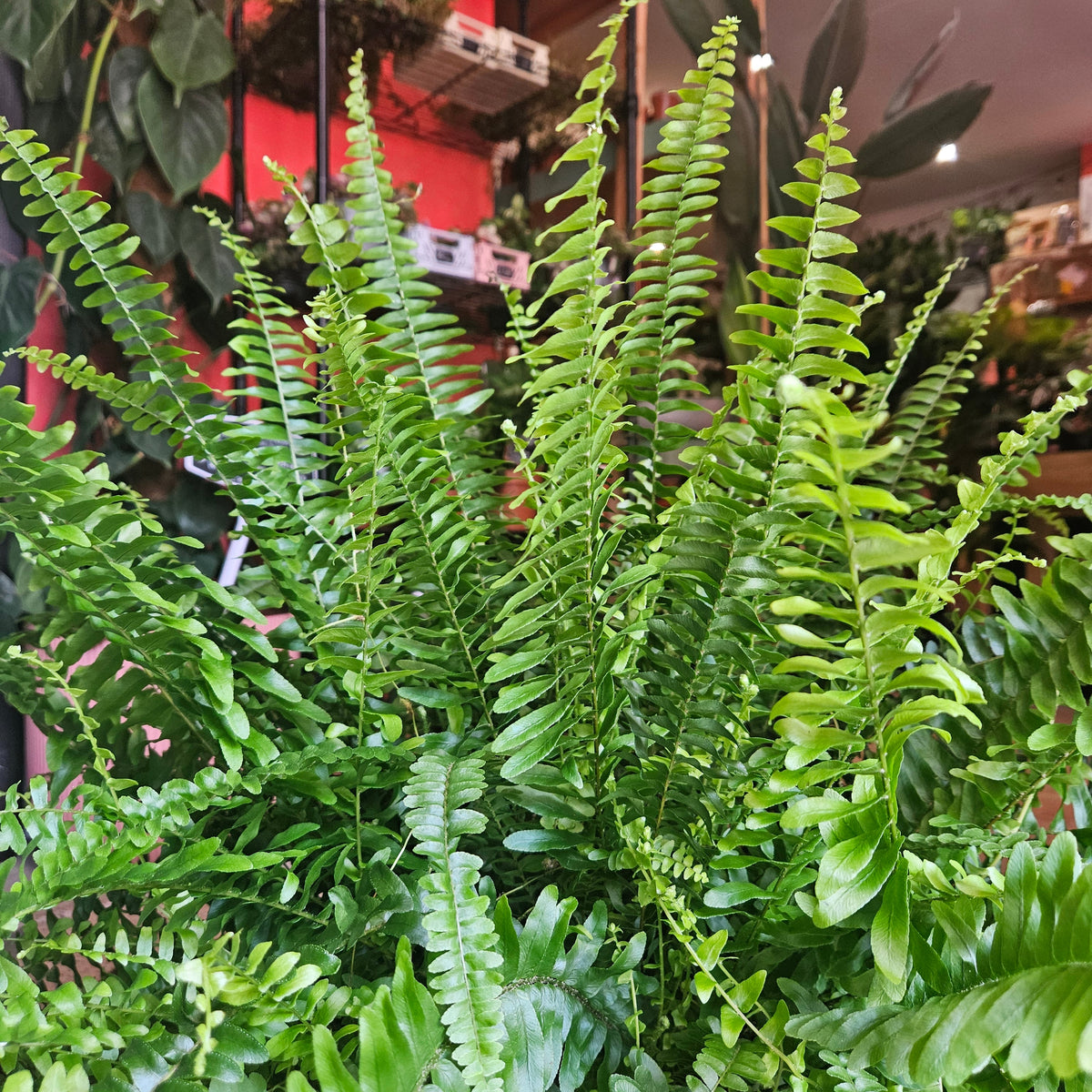 Nephrolepis Exaltata (Boston Fern)