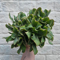 Crassula arborescens undulatifolia 'Ripple Jade'