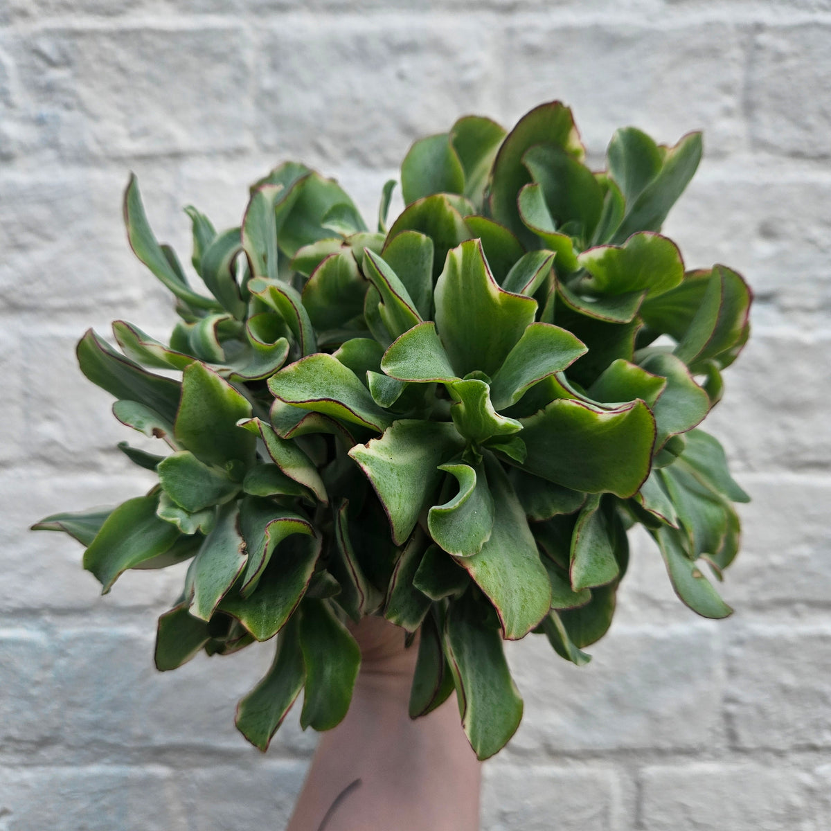 Crassula arborescens undulatifolia 'Ripple Jade'