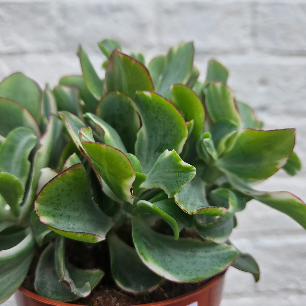 Crassula arborescens undulatifolia 'Ripple Jade'