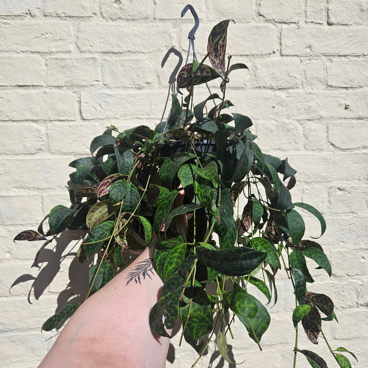 Aeschynanthus marmoratus (Lipstick plant)