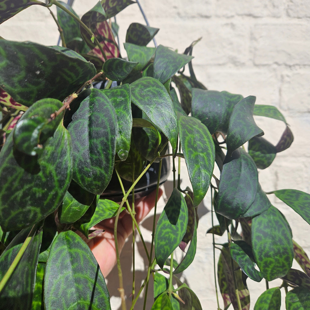 Aeschynanthus marmoratus (Lipstick plant)