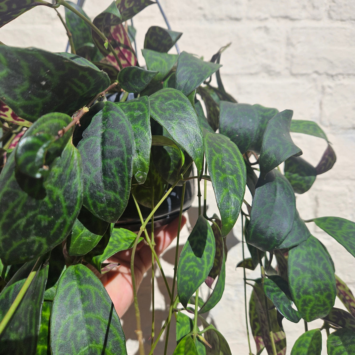 Aeschynanthus marmoratus (Lipstick plant)