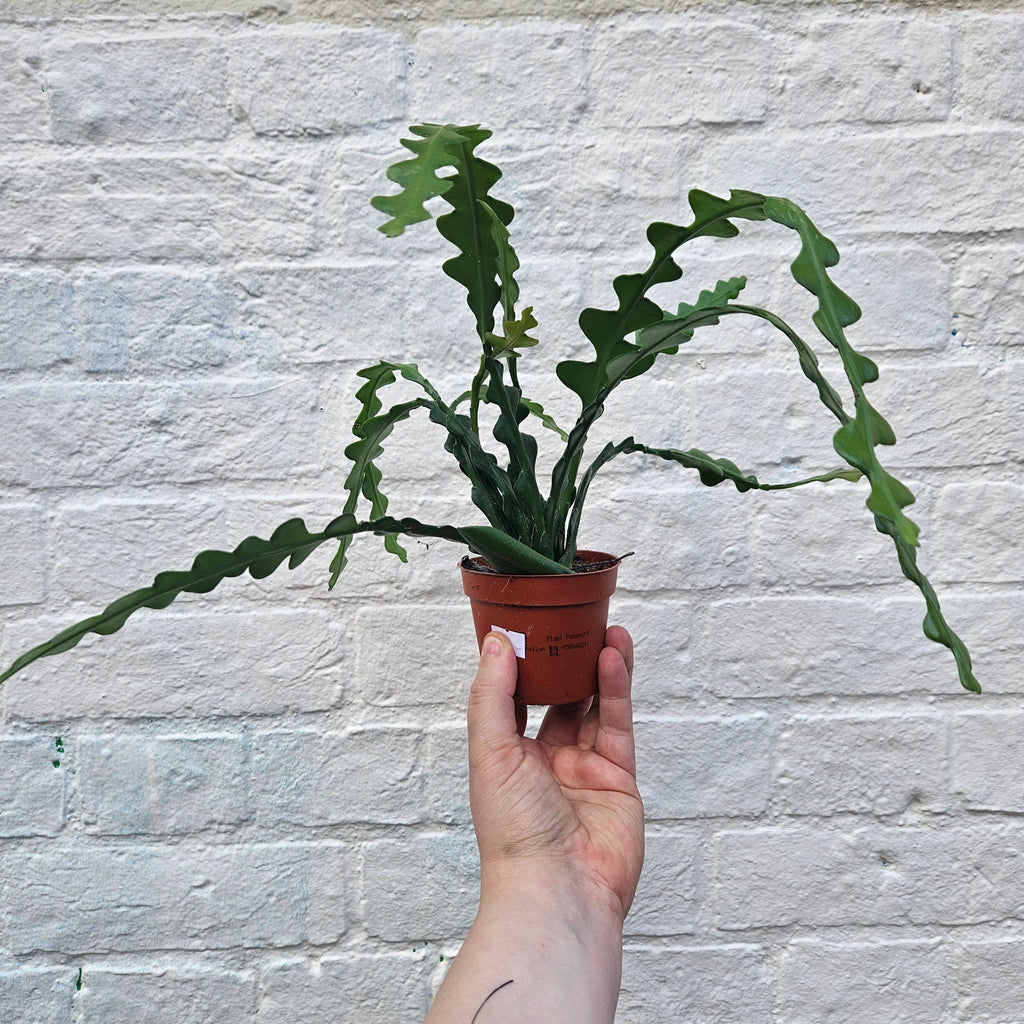 Disocactus anguliger (Fishbone Cactus)